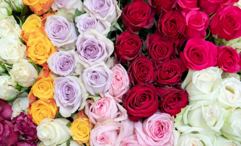 5 Rose Color Meanings And Their Occasions Photo