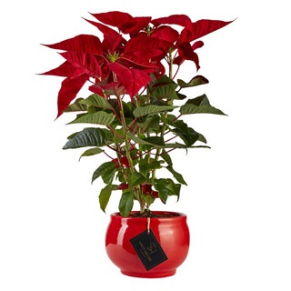 Poinsettia in Red-Sally Helmy - Egypt